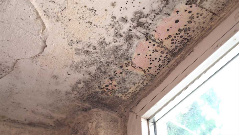 mold in ceiling or walls