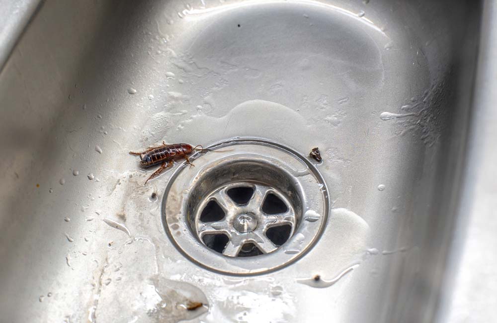 cockroach in a drain