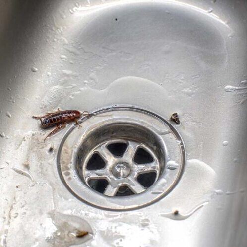cockroach in a drain