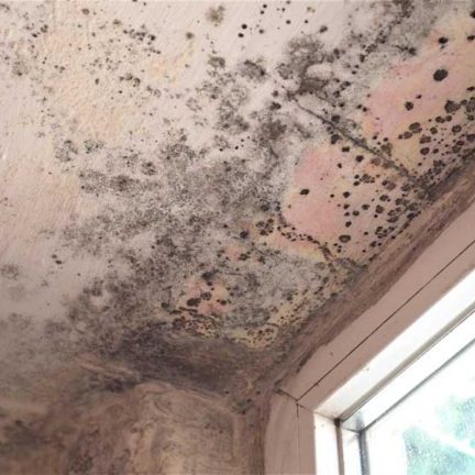 mold in ceiling or walls